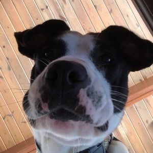 Meet your Posher, Kyra